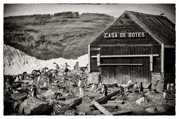 Penguins on Antarctica.