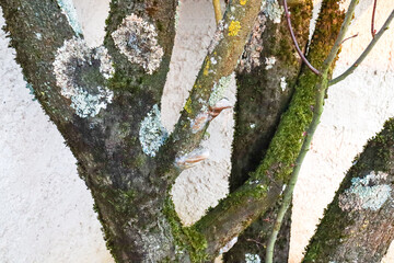 Tronc d'arbre avec mousse et champignons parasitaires.