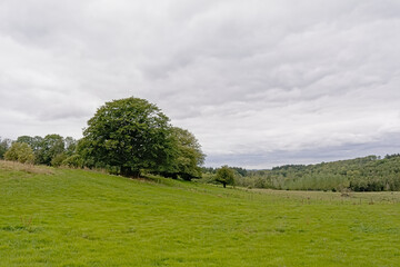 Fototapeta premium Green meadows and forest on a cloudy day in the hills of the Condroz in the Wallonian countryside 