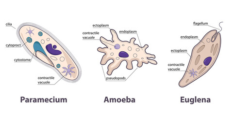 Protozoans variety: paramecium, amoeba, euglena. Different shapes of protozoans as example of unicellular eukaryotic parasites. 
