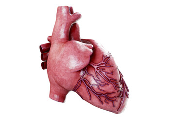 3d realistic Anatomy of Human Heart isolated on white, 3d render