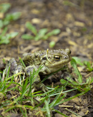 frog in the grass