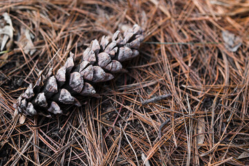 Pine cone on ground . close up view