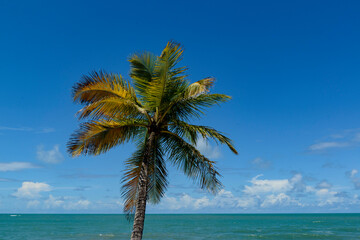 Fototapeta na wymiar Tropical beach scene in northeast Brazil. Coconut tree, blue sky and sea. Barra de Camaratuba, Paraiba, Brazil.