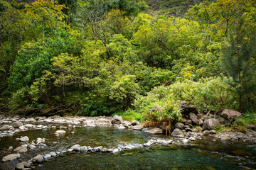 Landscape with tranquil pools of water in a river beneath a lush, green tropical forest depicting concepts of peace, calm, wellness, relaxation - Iao Valley, Maui
