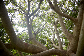Fototapeta premium Inside a treetop