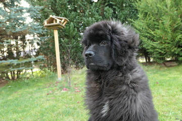 Fototapeta premium Black Newfoundland puppy on the grass