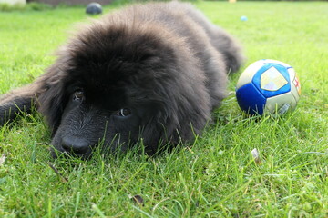 Black Newfoundland puppy on the grass