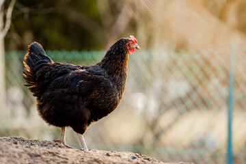Free range black hen chicken standing in a farm field.