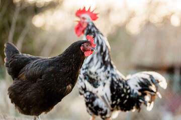 Free range black hen chicken standing in a farm field.