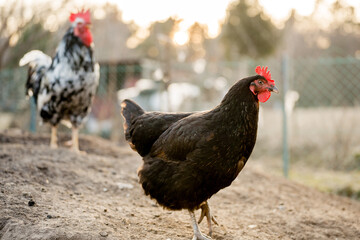 Free range black hen chicken standing in a farm field.