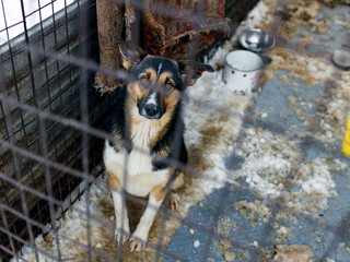 Homeless dogs. Abandoned and stray dogs in enclosures in winter.