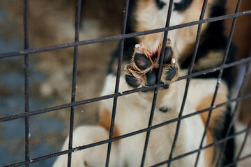 Homeless dogs. Abandoned and stray dogs in enclosures in winter.