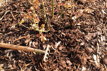 fresh mulch on a rose bed 