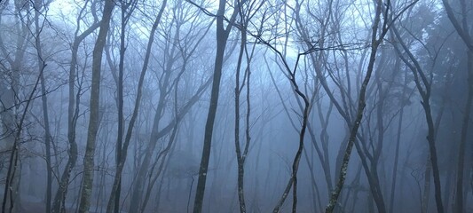 Fototapeta na wymiar 霧の森