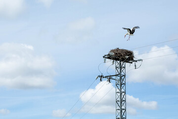 The stork returns to its nest, which is located on top of an electric tower against the background of a blue sky with clouds.