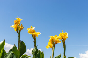 yellow gladiolus flower plant on a blue sky background