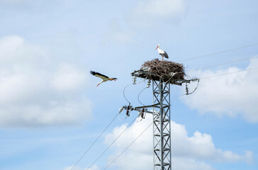 The stork flies out of the nest which is located on the electric tower and where the second stork is located. Two storks in a nest against a blue sky with white clouds.