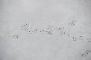 traces of a bird and a cat in the snow