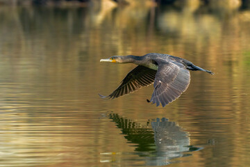 Great cormorant in fast flight. Flying with spread wings over lake. Reflection in the water surface. Side view, closeup. Frozen motion. Genus species Phalacrocorax carbo.
