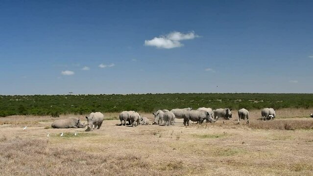 Nash&ouml;rner in Kenia 