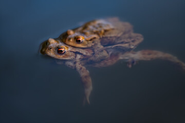 Couple of Toads swimming and male embracing female frog in breeding pond, macro close up. The...