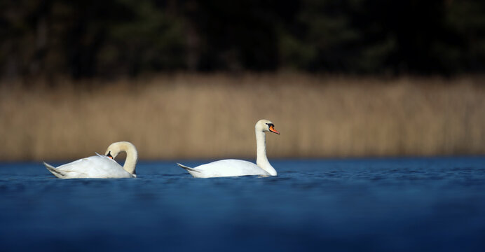 Two swans are floating on the water looking for food.