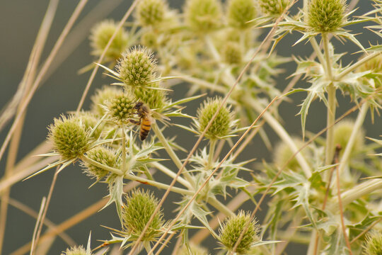 Abeille sur panicaut