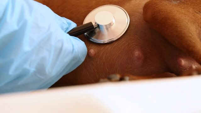 Examination by a veterinarian of a pet. The doctor uses a stethoscope