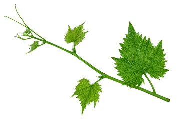 Green grape leaves isolated on a white background, top view