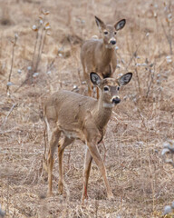 Two young deer in filed