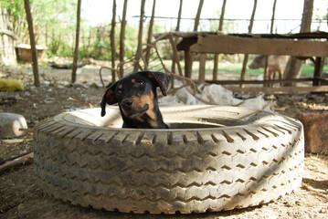 The dog hides in an old car wheel, Chambas, Cuba