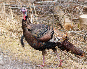 Fototapeta premium Wild Turkey