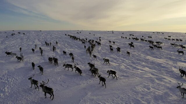 Herd of reindeer. Animals in Siberia. Aerial shooting. Frosty winter day. Huge snow field in the sun. Evening Murmansk