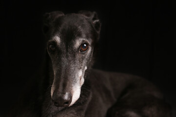 black greyhound on a dark black background