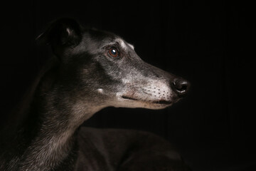 Profile of Greyhound on Dark Background