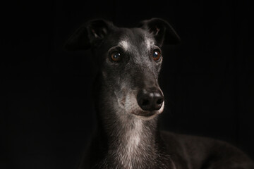 Greyhound Looking on Dark Background