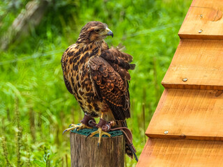 Harris's Hawk - Parabuteo unicinctus