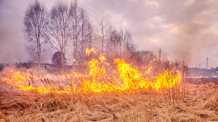 Naklejka na ściany i meble Burning old dry grass in the garden. Burning dry grass on the field. Forest fire.
