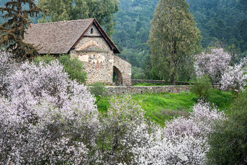 Fototapeta na wymiar Greek orthodox church Panagia Asinou in Cyprus.Blooming almond tree in spring