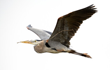 great blue heron in flight carrying nesting material in Irvine, California