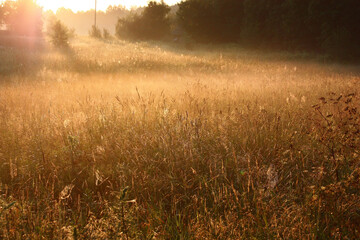 Obraz na płótnie Canvas Sunrise in the summer morning. Gaze. High herbs on a meadow in a rare web and dew.