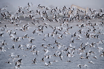 flock of elegant terns in flight over the pacific ocean