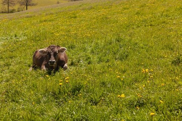 Happy cow in a meadow full of flowers on a sunny day.