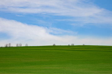 Fototapeta na wymiar Green grass and blue sky with white clouds,