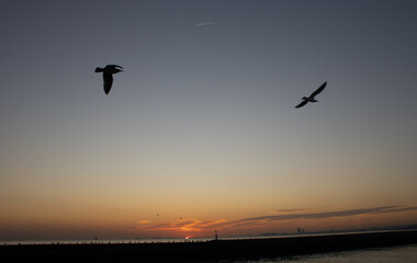 birds in the sunset