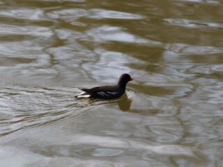 Gallinula chloropus |  Gallinule poule d'eau nageant au bord d'une rive d'un étang aux eaux calmes
