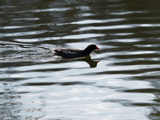 Gallinula chloropus |  Gallinule poule d'eau nageant au bord d'une rive d'un étantg aux eaux calmes