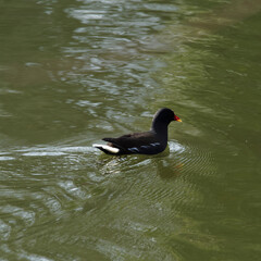 Gallinula chloropus |  Gallinule poule d'eau, oiseau aquatique à bec rouge et jaune, plumage bleu et noir taché de blanc