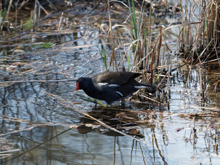 Gallinula chloropus ou Gallinule poule d'eau se nourrissant d'algues dans une petite cuvette garnie d'herbes et de roseaux